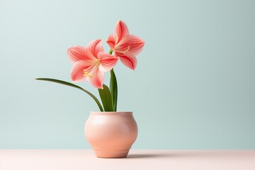 Hippeastrum plant in a clay pot, minimalism, pastel background, reality, stock photography