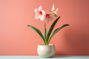 Naklejka na ściany i meble Hippeastrum plant in a clay pot, minimalism, pastel background, reality, stock photography