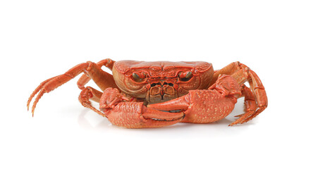 Orange Crab isolated on white background, Fresh seafood, Serrated mud crab, Thai mountain crab.