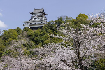 犬山_迎帆楼前から桜と犬山城天守閣
