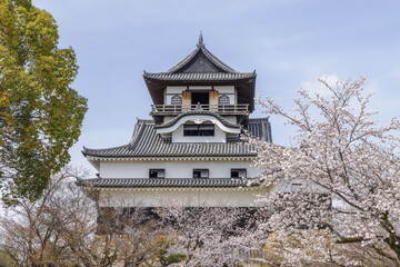 犬山城内庭園から桜と犬山城天守閣