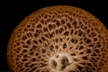 Cap of a wild mushroom polyporus squamosus close-up on a black background. Macro photo