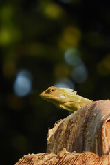 the beauty of a chameleon in nature 