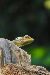 the beauty of a chameleon in nature 