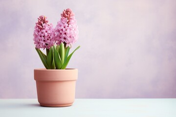 Fototapeta na wymiar hyacinth flowers in a clay pot, minimalism, pastel background, reality, stock photography with copy space