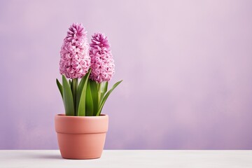 Fototapeta na wymiar hyacinth flowers in a clay pot, minimalism, pastel background, reality, stock photography with copy space
