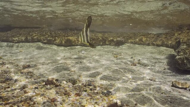 Baby Bat fish swims under waves in surf zone on sunny day, Slow motion. Juvenile Batfish (Platax orbicularis) swimming over sandy bottom in coastal zone in brightly sun rays