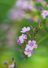 Beautiful close-up of a limonium emarginatum flower