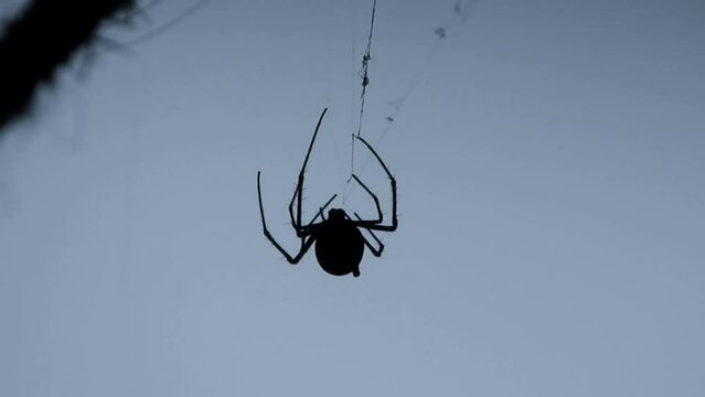 spider on the web