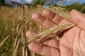 wheat field, wheat to harvest, wheat grains in wheat field