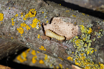 The bark beetle larva - a pest of hardy birds, gnaws away at old, dry wood under the bark. Bait for...