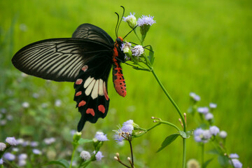 Fototapeta premium butterfly on a flower