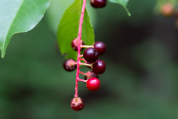 Prunus serotina, wild black cherry berries closeup selective focus