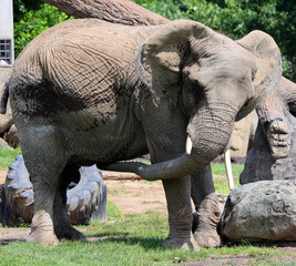 African elephants are elephants of the genus Loxodonta. The genus consists of two extant species:...