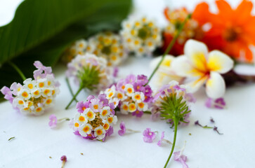 Fototapeta na wymiar Mediterranean flowers, frangipani, lantana, azalea