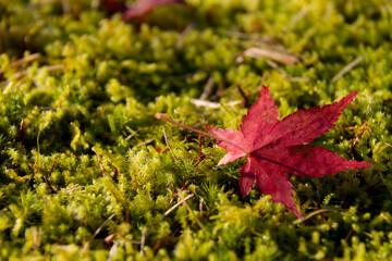 苔とモミジ
