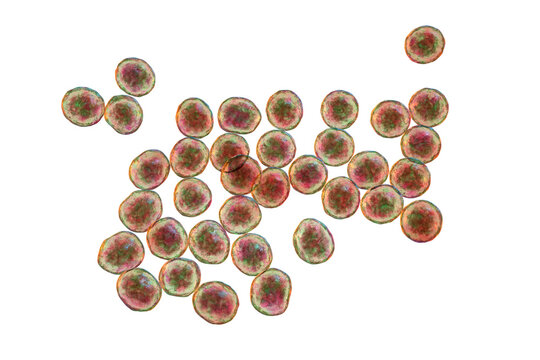 Staphylococcus bacteria, 3D illustration.