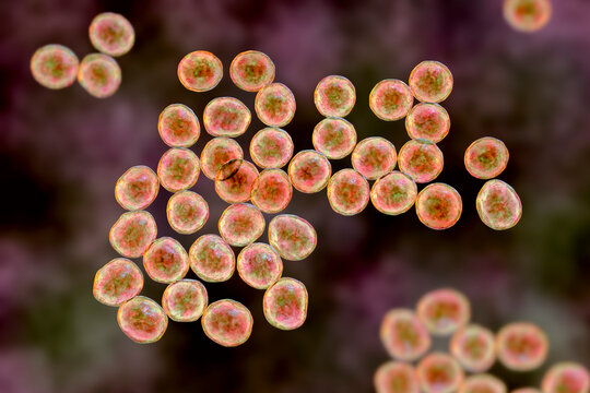 Staphylococcus bacteria, 3D illustration.