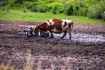 2 cows in mud