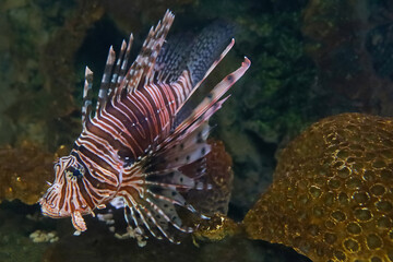 The red lion fish in water