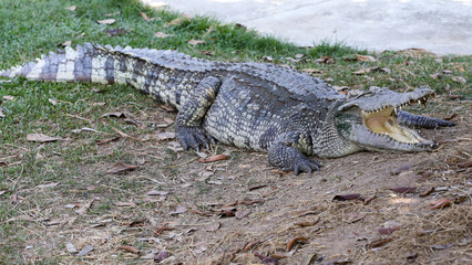 The crocodile rest on the garden
