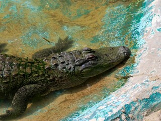 Large Crocodilian Reptile - American Alligators