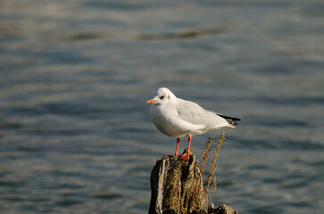 Black-headed gull (Larus ridibundus) in autumn on the Baltic Sea