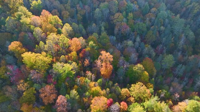 Aerial view of lush forest with colorful canopies in autumn woods on sunny day. Landscape of autumnal wild nature