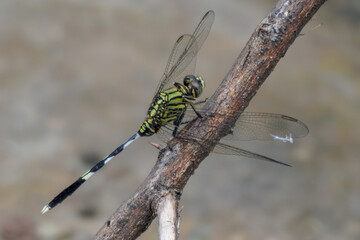 A green dragonfly is resting on a perch.