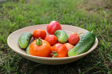Tomatoes and cucumbers in a basket, outdoor.