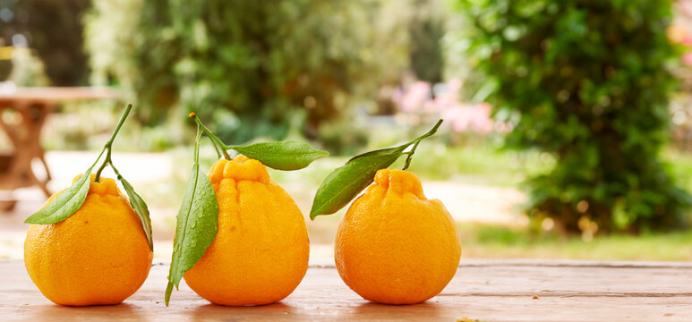  Hallabong , Citrus reticulata 'Shiranui'