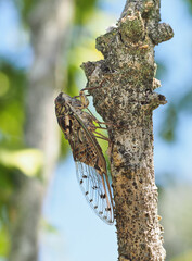 Cicala di profilo sul ramo