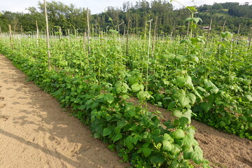 Fototapeta na wymiar bean cultivation. climbing bean. bean flower, green beans in backyard garden