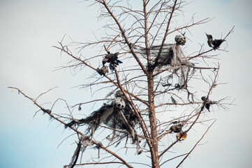 Halloween ghosts decoration hanging with spiders on dry tree branches against blue sky