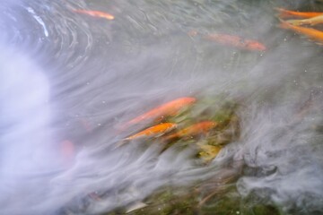 water flowing in the forest
