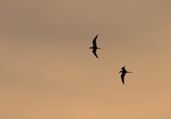 Silhouette of White-cheeked Tern with fish at Tubli bay, Bahrain