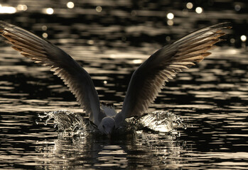 A backlit image of Sender-billed seagull fishing at Tubli bay, Bahrain