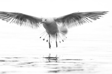 A backlit image of Sender-billed seagull fishing at Tubli bay, Bahrain