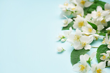 Fresh jasmine flowers with leaves on color background