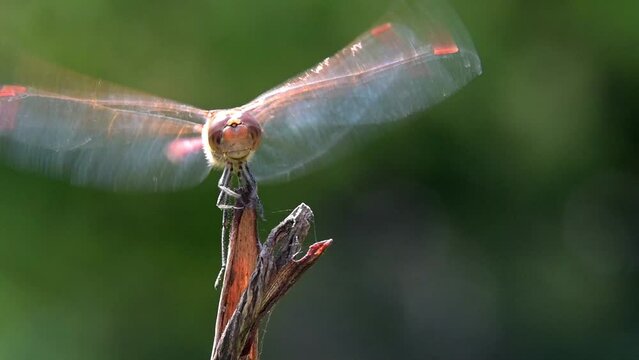 Common Darter dragonfly (Sympetrum striolatum) male  flying in to land on a favourite perch. August, Kent, UK [Slow motion x5] 