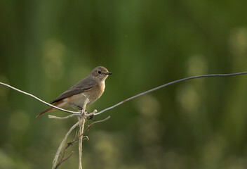 Common Redstart perched on wire, Bahrain