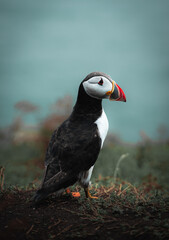 Atlantic puffin or common puffin