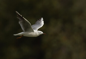 Sender-billed seagull flying at Tubli bay, Bahrain