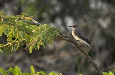 Spotted Flycatcher perched on a twig, Bahrain
