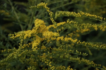 Bright yellow inflorescence of canada goldenrod