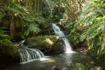 Lush green rainforest waterfall; blurred motion, serene beauty of nature