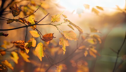 Autumn Background with Colorful Orange Leaves and Branches, Falling to the Ground, Template with Space for Copy