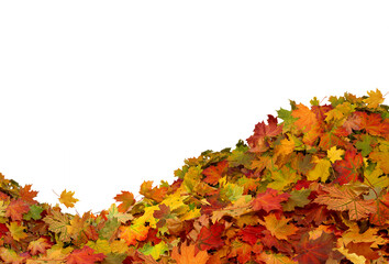 Pile of autumn maple colored leaves isolated 