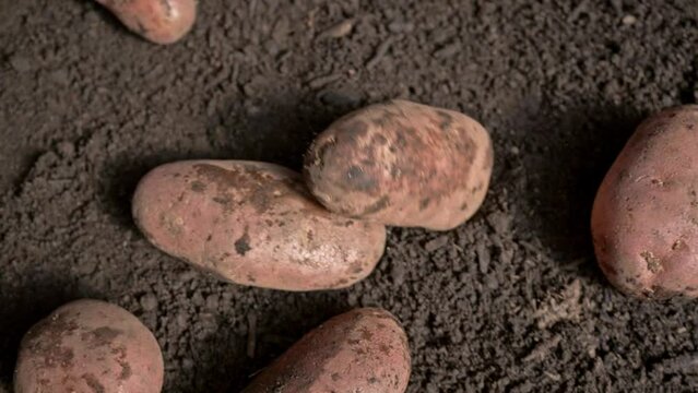 dirty potatoes rolling on wet ground in slow motion