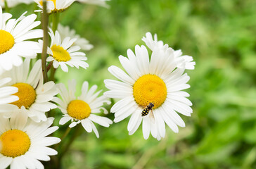 Obraz premium A beautiful bouquet of white daisies on the grass, a wasp on one flower makes the process of pollination.
